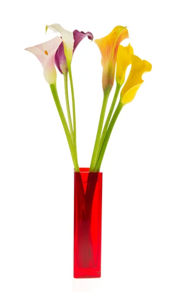 Красочные цветы Калла — стоковое фото