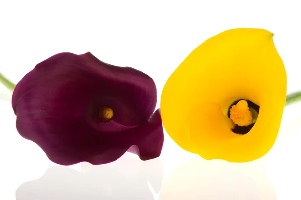 Red and yellow Calla — Stock Photo, Image