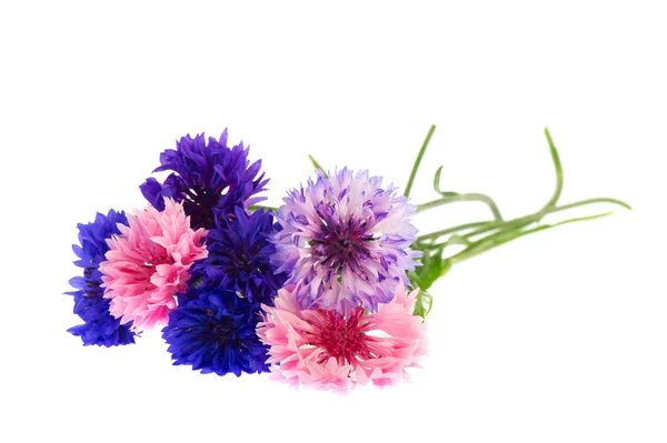 Bouquet Cornflowers — Stock Photo, Image