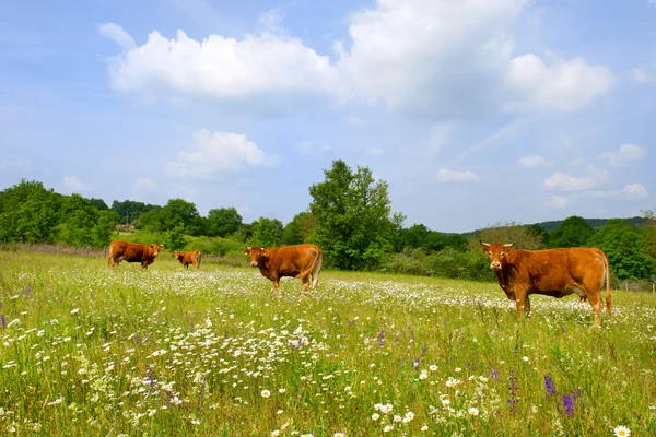 Mucche di Limosino marroni francesi — Foto Stock