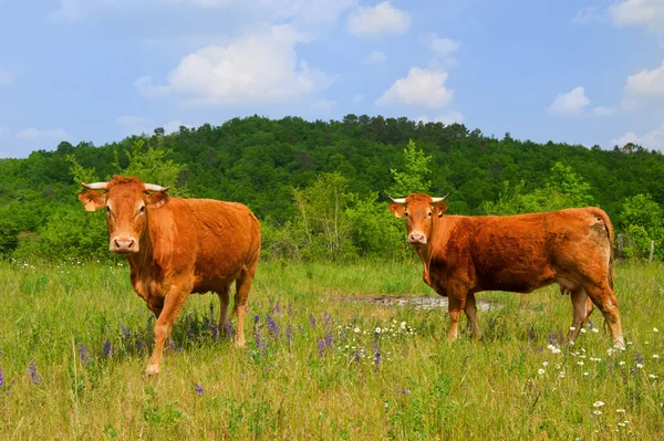Ruskea ranskalainen Limousin lehmät — kuvapankkivalokuva