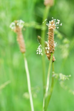 doğada plantain