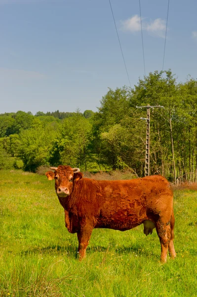 Vacas limusinas — Foto de Stock