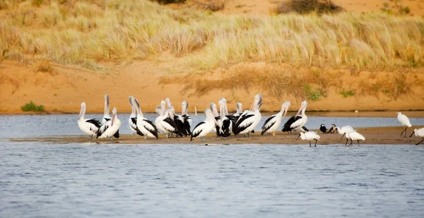 Stock image Pelican birds in Australia