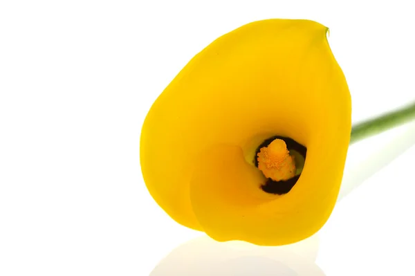 黄色马蹄莲花 — 图库照片