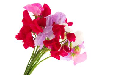 renkli lathyrus