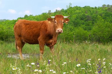 kahverengi Fransız limousin inek