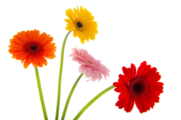 Flores coloridas Gerber — Fotografia de Stock