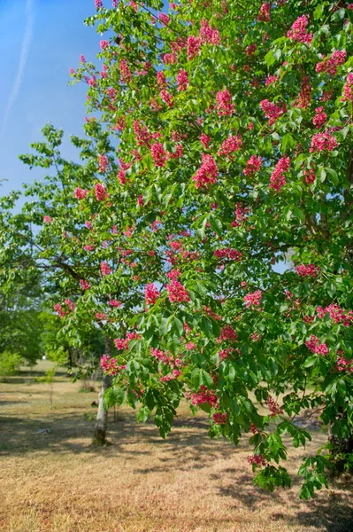Chestnut tree with red blossom — Stock Photo, Image