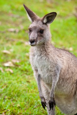 Australian kangaroo clipart