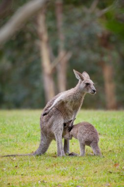 Australian kangaroo mother with young clipart