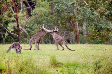 Australian kangaroos clipart