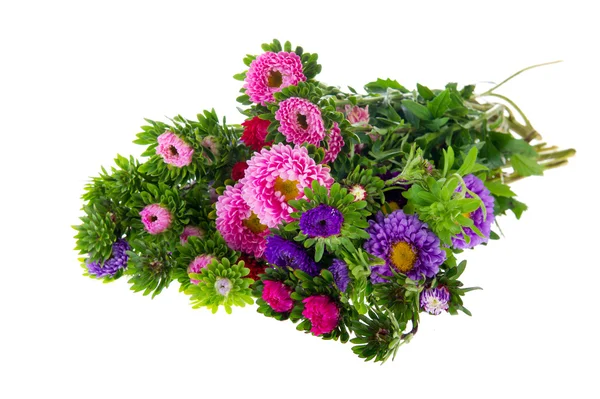 Aster new england bouquet — Foto Stock