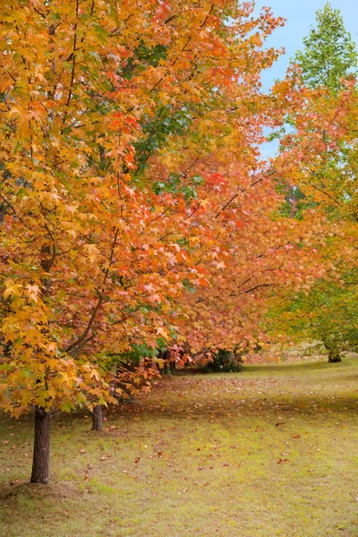 stock image Autumn