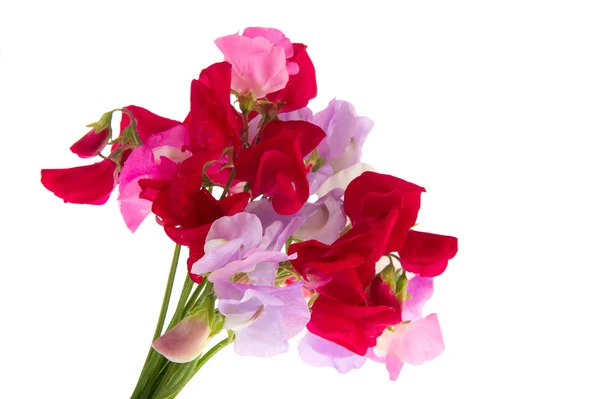 Bouquet Lathyrus — Stock Photo, Image