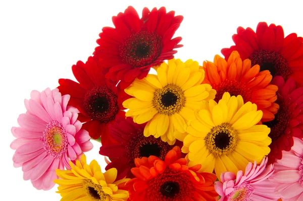 Rogu gerber kolorowe kwiaty — Zdjęcie stockowe