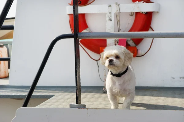 Cute white dog at boat — Stock Photo, Image