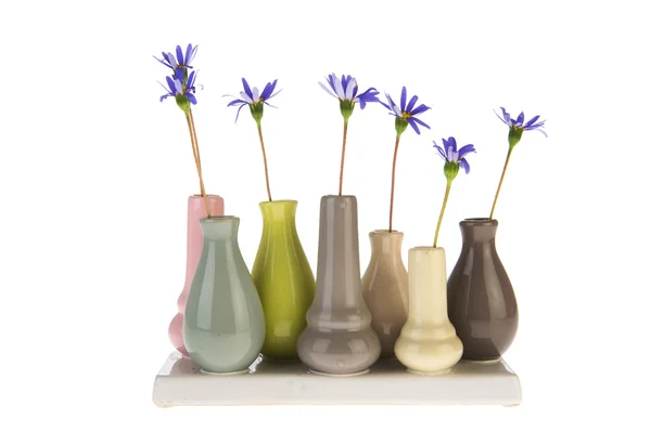 Фелиция цветы в маленьких вазах — стоковое фото
