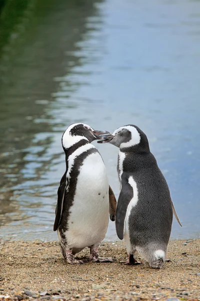 Par de pingüinos — Foto de Stock