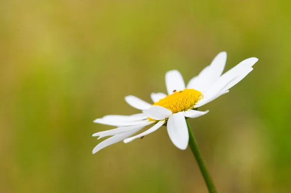 Fleurs de marguerite blanche — Photo