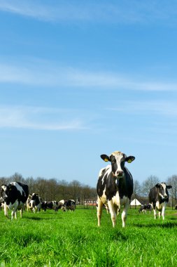 Hollanda manzarasında inekler