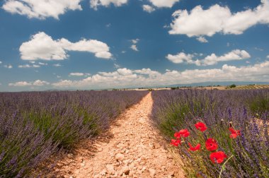 Fransız Provence lavanta alanlar