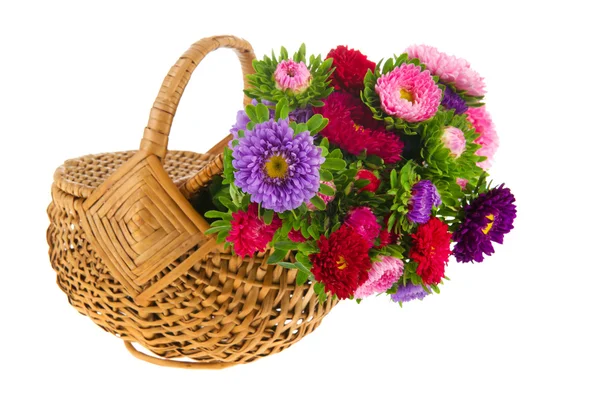 Bouquet New England Asters in basket — Stock Photo, Image
