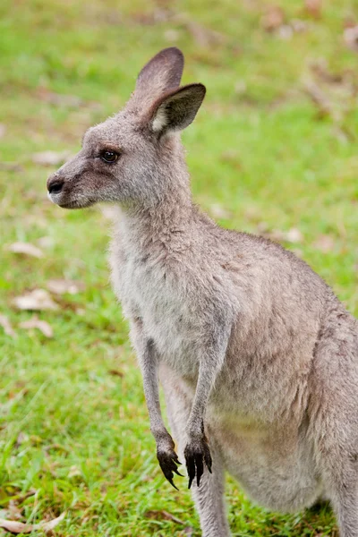 Canguro australiano —  Fotos de Stock