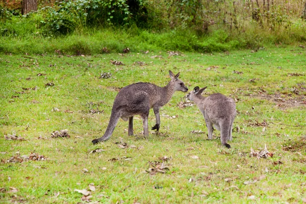 Australische Kängurus — Stockfoto