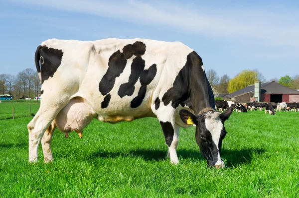Krowy w holenderskim krajobrazie — Zdjęcie stockowe