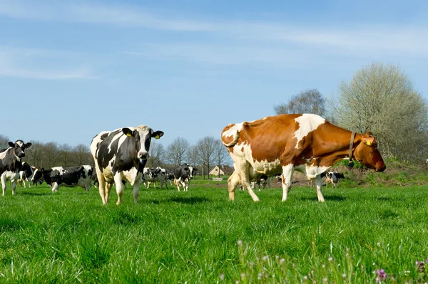 Αγελάδες στο ολλανδικό τοπίο — Φωτογραφία Αρχείου