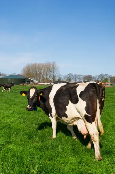 Mucche nel paesaggio olandese — Foto Stock