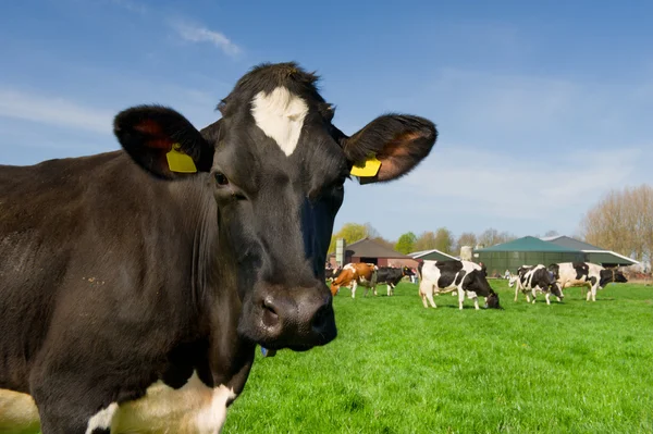 Vacas en el paisaje holandés — Foto de Stock