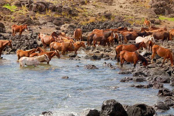 stock image Wild horses