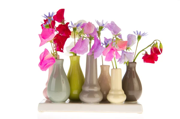 Lathyrus dans de petits vases — Photo