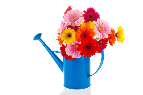 Watering can flowers — Stock Photo, Image