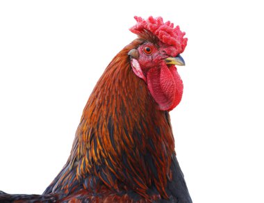 Rooster head clipart