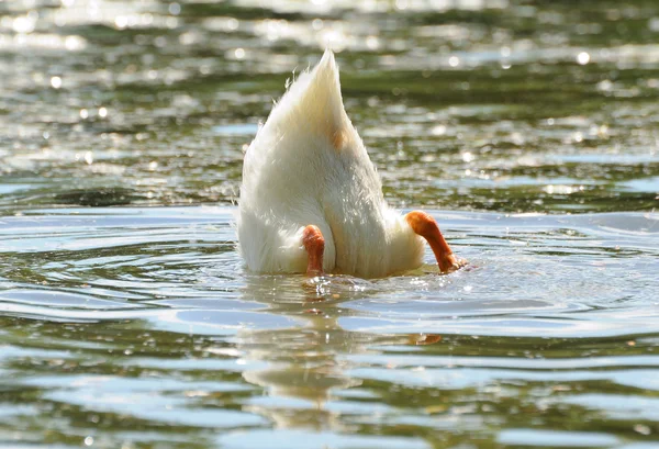 stock image Duck tail