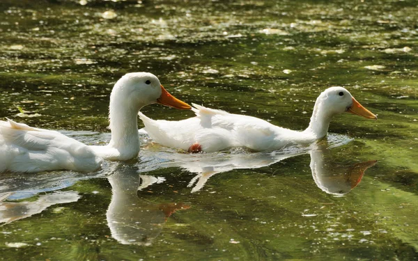 Dos patos nadando — Foto de Stock
