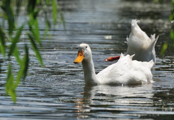 Duck guarding another — Stock Photo, Image