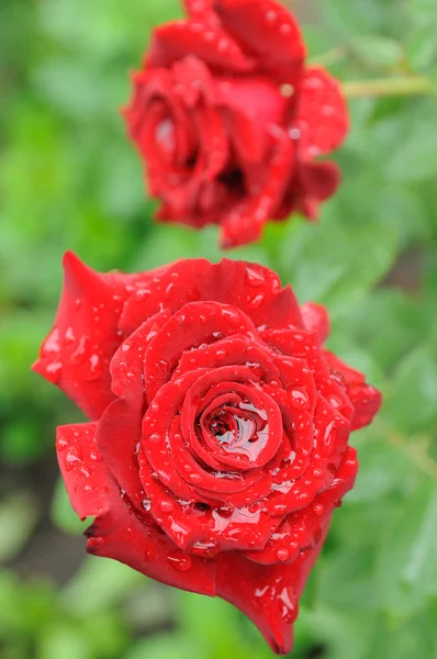 Růže po dešti — Stock fotografie