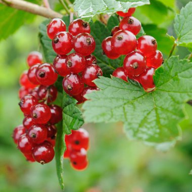 Redcurrants