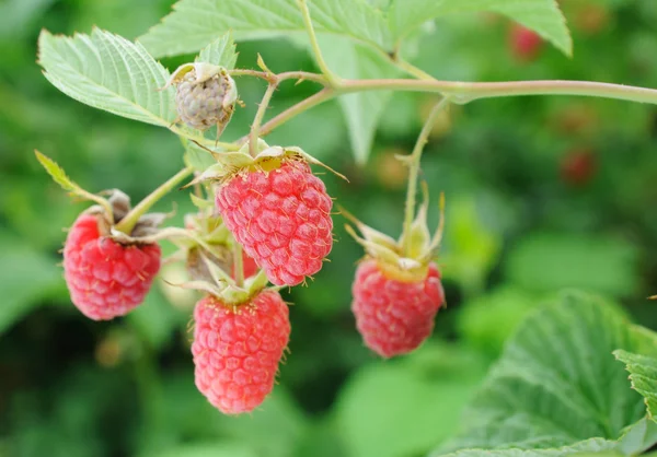 stock image Four big berries