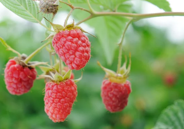 stock image Twig of raspberry