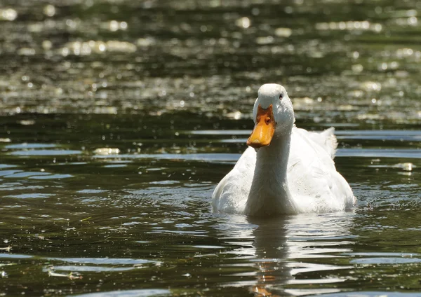 Just a duck — Stock Photo, Image