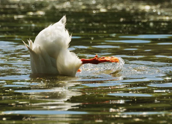 Duck diving — Stock Photo, Image