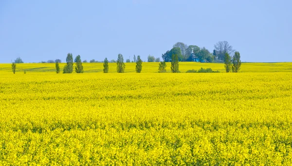 Rape field — Stock Photo, Image