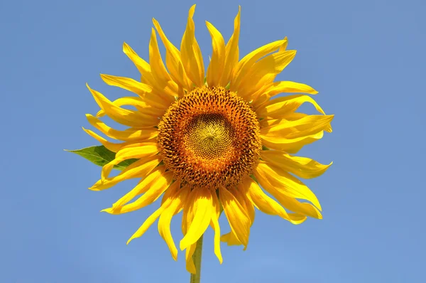 Sunflower on blue — Stock Photo, Image