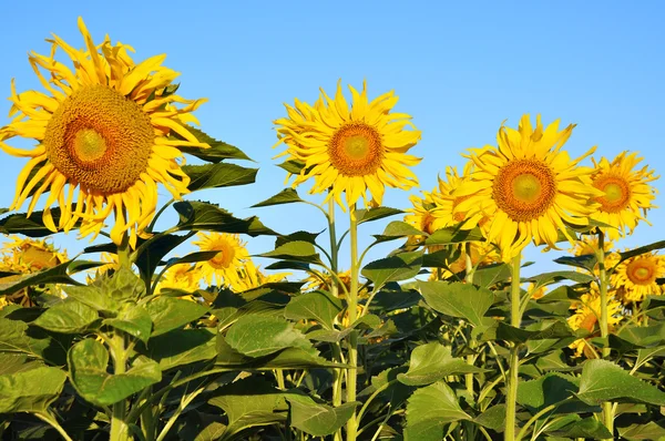Sunflowerfield — Stok fotoğraf