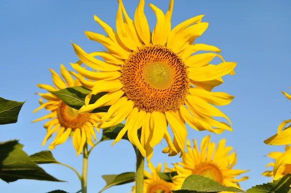 Zonnebloem op veld — Stockfoto